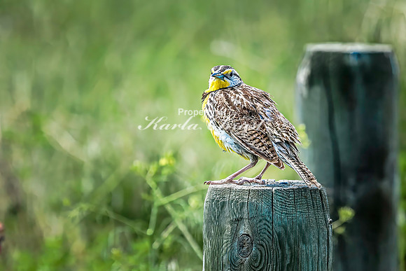 Western Meadowlark 24 - June 07, 2024 - Keyhole State Park Wyoming