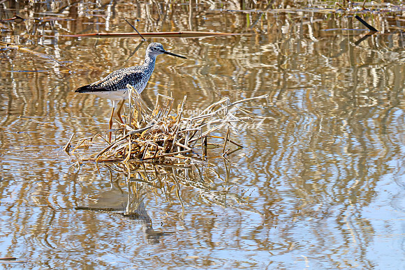 Greater Yellowlegs 16 - April 11, 2025 - Oakwood Lakes State Park South Dakota