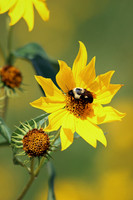Bumble Bee 4 - September 1, 2014 Union Slough National Wildlife Refuge Iowa