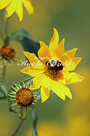 Bumble Bee 4 - September 1, 2014 Union Slough National Wildlife Refuge Iowa