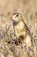 Thirteen-lined ground squirrel 52 - April 11, 2025 - Mickelson Wetland Memorial