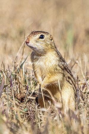 Thirteen-lined ground squirrel 52 - April 11, 2025 - Mickelson Wetland Memorial
