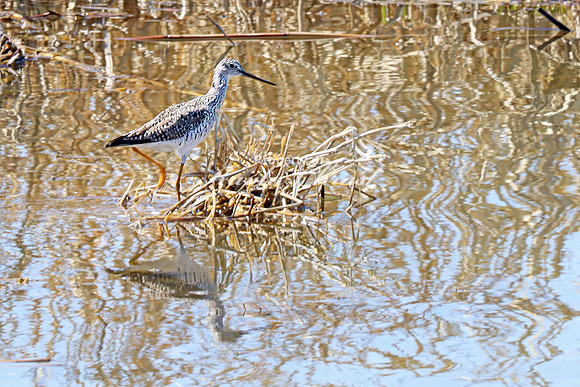Greater Yellowlegs 15 - April 11, 2025 - Oakwood Lakes State Park South Dakota