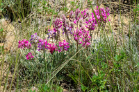 American Vetch 10 - June 05, 2024 - Fetterman Massacre Monument Wyoming