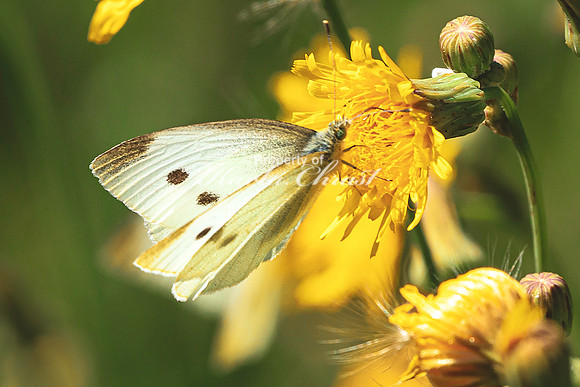 Cabbage White Butterfly 12 - August 14, 2023 Roy Lake State Park
