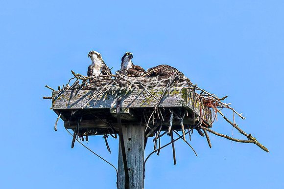 Osprey 3 - July 30, 2024 North Country National Scenic Trail