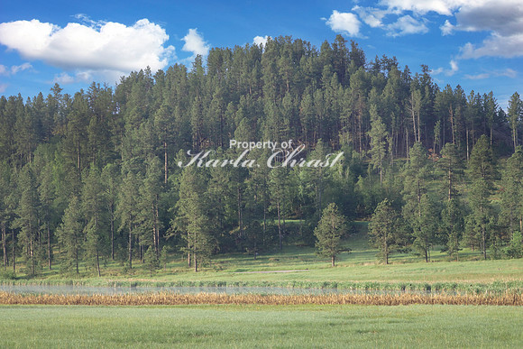 Custer State Park 51 - June 12, 2023