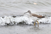 Greater Yellowlegs 5 - November 07, 2023 Hartford Beach State Park South Dakota