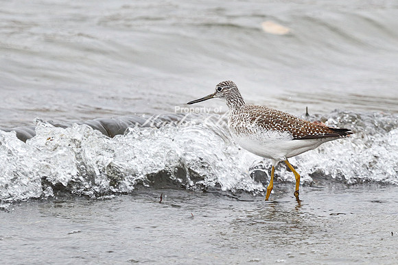 Greater Yellowlegs 5 - November 07, 2023 Hartford Beach State Park South Dakota