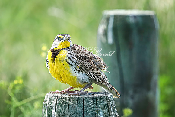 Western Meadowlark 28 - June 07, 2024 - Keyhole State Park Wyoming