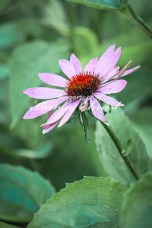 Coneflower, purple 18 - July 02, 2024 Rural Minnesota