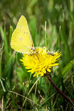 Clouded Sulphur 7 - May 26, 2024 Casey Jones State Trail Minnesota
