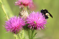 Bumble Bee 15 - August 10, 2023 Lake Vermillion Recreation Area