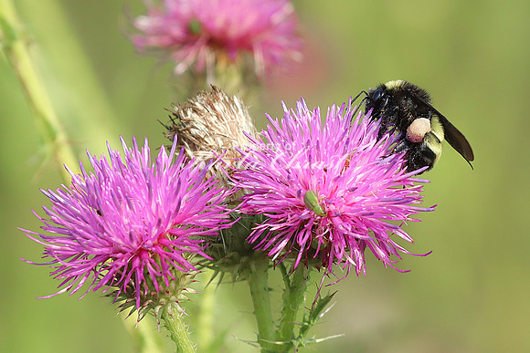 Bumble Bee 15 - August 10, 2023 Lake Vermillion Recreation Area
