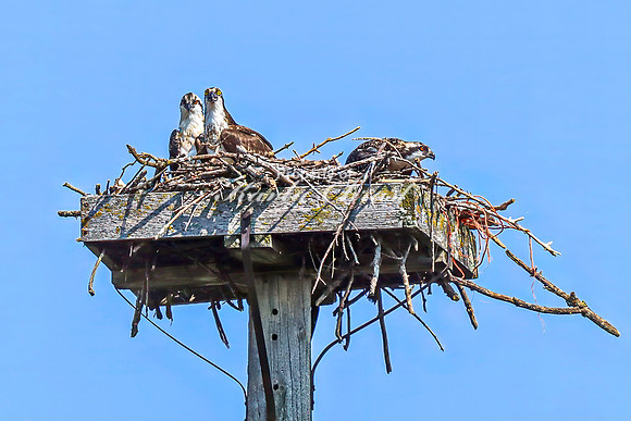 Osprey 11 - July 30, 2024 North Country National Scenic Trail