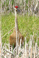 Sandhill Crane 7  - May 10, 2024 Union Slough National Wildlife Refuge