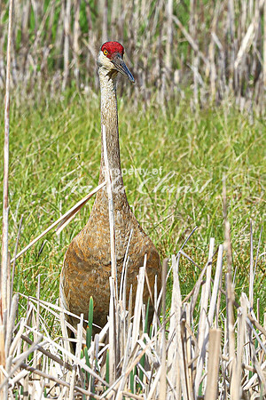 Sandhill Crane 7  - May 10, 2024 Union Slough National Wildlife Refuge