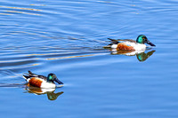 Northern Shoveler 14 - April 11, 2025 - Lund Waterfowl Production Area