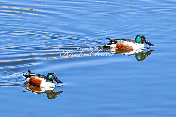 Northern Shoveler 14 - April 11, 2025 - Lund Waterfowl Production Area