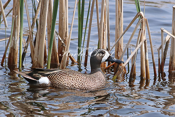 Blue-winged Teal 1 - May 8, 2016 Sand Lake National Wildlife Refuge South Dakota
