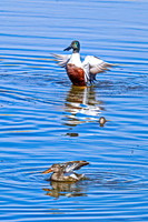 Northern Shoveler 19 - April 11, 2025 - Lund Waterfowl Production Area