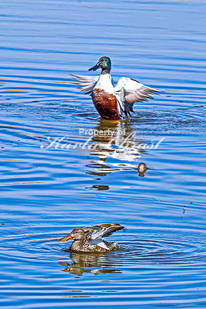 Northern Shoveler 19 - April 11, 2025 - Lund Waterfowl Production Area