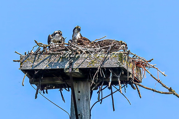 Osprey 2 - July 30, 2024 North Country National Scenic Trail