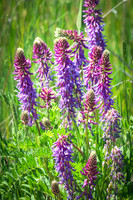 American Vetch 11 - June 05, 2024 - Fetterman Massacre Monument Wyoming