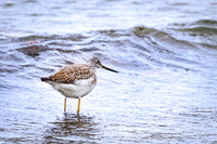 Greater Yellowlegs 7 - November 07, 2023 Hartford Beach State Park South Dakota