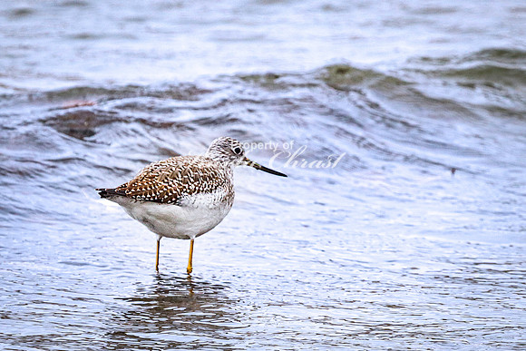Greater Yellowlegs 7 - November 07, 2023 Hartford Beach State Park South Dakota