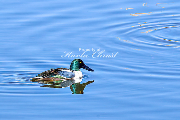Northern Shoveler 18 - April 11, 2025 - Lund Waterfowl Production Area