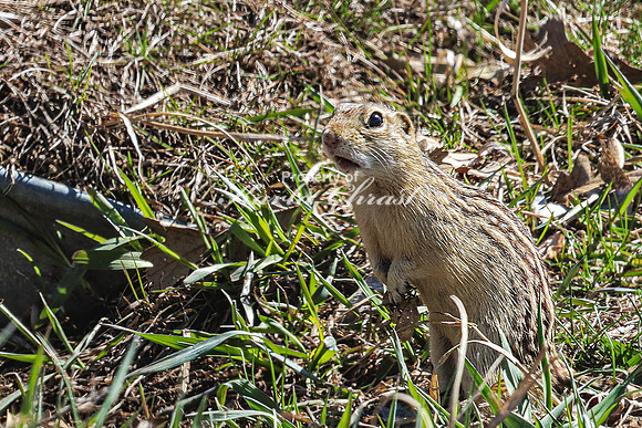 Thirteen-lined ground squirrel 17 - April 12, 2024 Oakwood Lakes State Park South Dakota