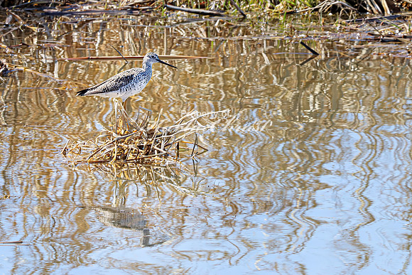 Greater Yellowlegs 21 - April 11, 2025 - Oakwood Lakes State Park South Dakota