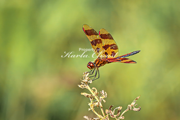 Halloween Pennant 3 - July 30, 2024 North Country National Scenic Trail