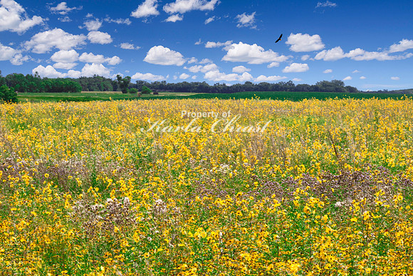 Tewaukon National Wildlife Refuge 12 - July 18, 2023