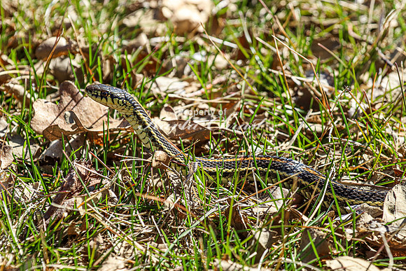 Garter Snake 4 - April 12, 2024 Oakwood Lakes State Park South Dakota