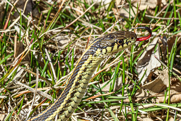 Garter Snake 1 - April 12, 2024 Oakwood Lakes State Park South Dakota
