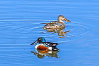 Northern Shoveler 9 - April 11, 2025 - Lund Waterfowl Production Area