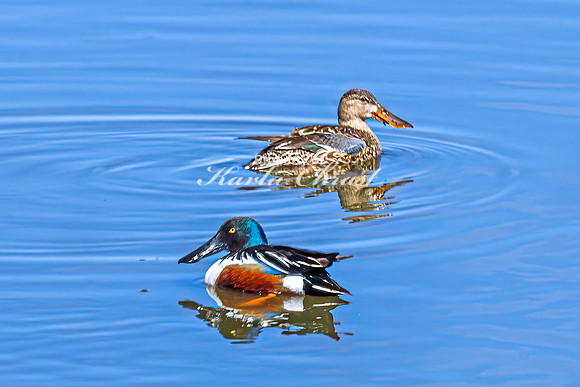 Northern Shoveler 9 - April 11, 2025 - Lund Waterfowl Production Area