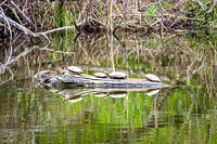 Painted Turtle 21 - May 08, 2024 DeSoto National Wildlife Refuge
