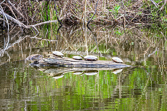 Painted Turtle 21 - May 08, 2024 DeSoto National Wildlife Refuge