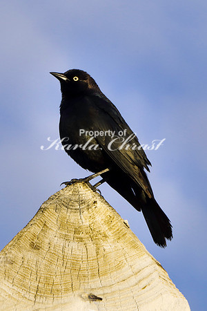 Brewer's Blackbird 1 - June 12, 2023 Custer State Park