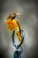 Baltimore Oriole 11 - May 16, 2024