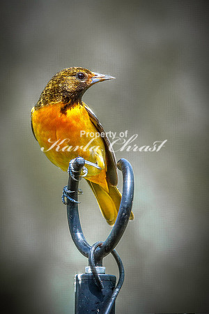 Baltimore Oriole 11 - May 16, 2024
