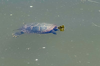 Painted Turtle 20 - May 08, 2024 DeSoto National Wildlife Refuge