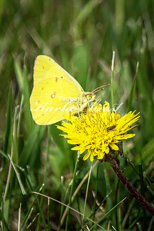 Clouded Sulphur 8 - May 26, 2024 Casey Jones State Trail Minnesota