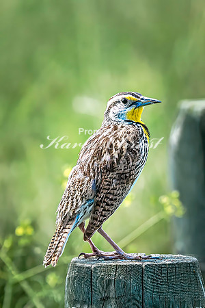 Western Meadowlark 22 - June 07, 2024 - Keyhole State Park Wyoming
