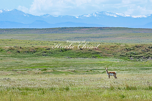 Crazy Woman Crossing 36 - June 5, 2024 Wyoming