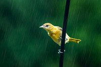 Baltimore Oriole 4 - August 05, 2023