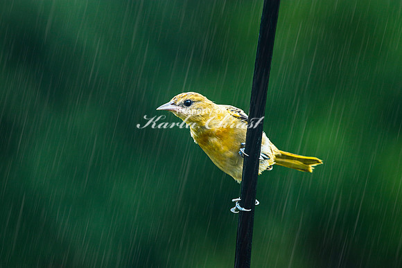 Baltimore Oriole 4 - August 05, 2023